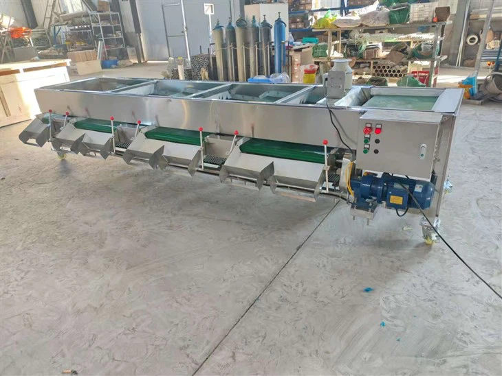 Sorting Grading Blueberries Grader Blueberry Sorter