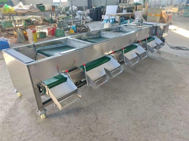 Sorting Grading Blueberries Grader Blueberry Sorter