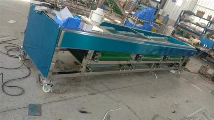Sorting Grading Blueberries Grader Blueberry Sorter